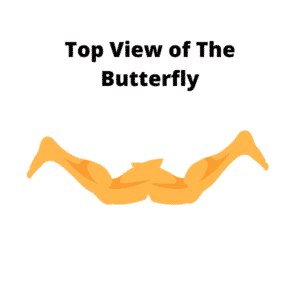 What Does The Butterfly Look Like